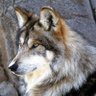 chersonez profil fotoğrafı