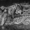 Фото профиля Lone Wolf Hayashi Hiromasa
