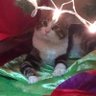 Profilbild von Mine CA