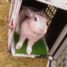 rabbitkokochi profil fotoğrafı