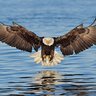 Eagle EYE's profile picture