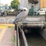 伯耆 富士 profil fotoğrafı