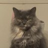 ねねまる大先生's profile picture
