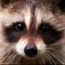 Profilbild von たぬきち