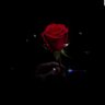 سحابة صيف's profile picture