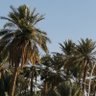 صالح الجعفري's profile picture