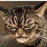 Palia Karavana's profile picture