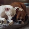 Boxer Dad's profile picture