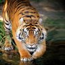 बाघ व्याघ्रः Tiger 的头像