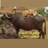 Фото профиля أبومحمد