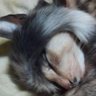 Фото профиля 野良猫