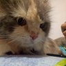 ItsFenrir profil fotoğrafı