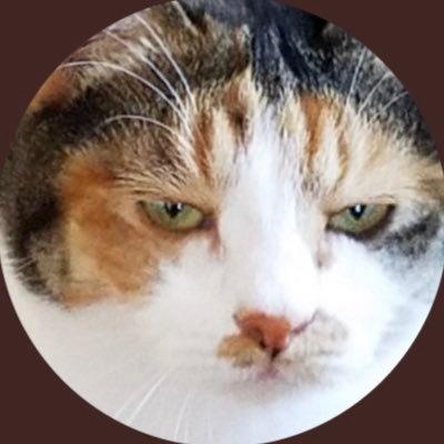 saitokinako's profile picture