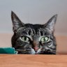 Мрак и котики 🐾 的头像