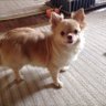 リーガル's profile picture