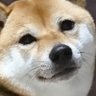 Profilbild von ちぃおばえっちゃん