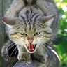 neko@🔥小池さんはカイロ大学何年卒なのかすら答えられない😱詐欺師の都政はもう嫌だ! 的头像