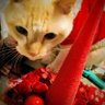 空飛ぶカバさん profil fotoğrafı