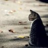 柚子 profil fotoğrafı