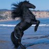 بياع الملابس الاردني profil fotoğrafı
