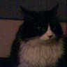 Profilbild von wldcrd26