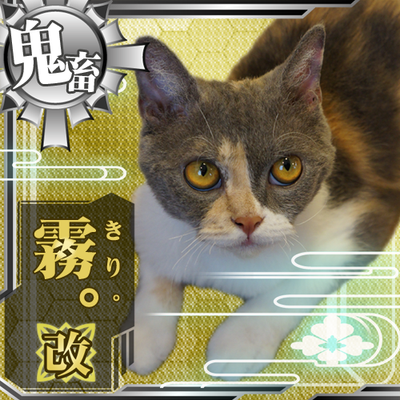 kirifurikogen's profile picture