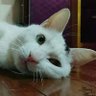 Фото профиля どららん🐰🐱🍮