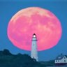 Boston_Light's profile picture