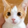かわいいかよ profil fotoğrafı