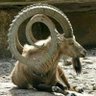 ابن الباديه profil fotoğrafı
