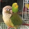 ako's profile picture