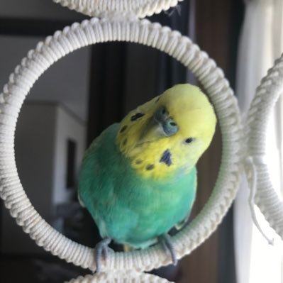 ぽぽちゃんとオカメーズ's profile picture