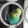 ぽぽちゃんとオカメーズ 的头像
