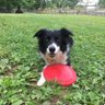 Amy Hsu's profile picture