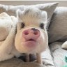 あつこ's profile picture