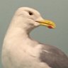 SuperScatMonkey's profile picture