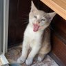 Profilbild von Kripto Kedisi - Crypto Cat