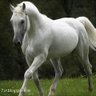بنت الريح's profile picture