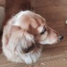 misato🎌大地震への対策にライフジャケットを's profile picture