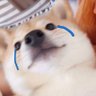 Profilbild von bear