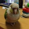 Profilbild von ゆみぞー