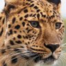 الفهد- profil fotoğrafı