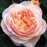 Mimosa.Fiore's profile picture