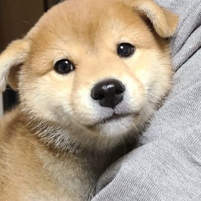 犬's profile picture