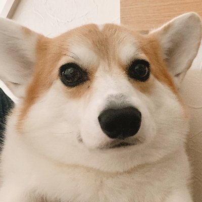 ガブちゃん's profile picture