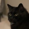 angelo profil fotoğrafı