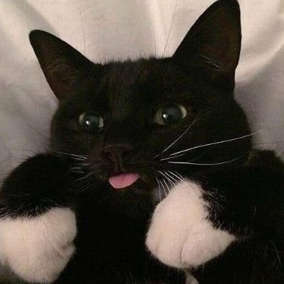 Cats with tongue out's profile picture