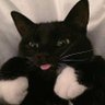 Фото профиля Cats with tongue out