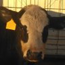 Marcopolo's profile picture