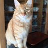 FAY profil fotoğrafı